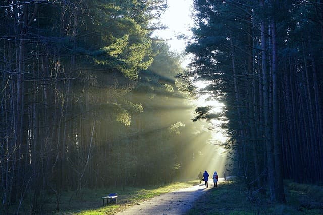 forest